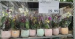 Costco Live Plants: We Spotted Fiddle Leaf Fig Trees, Monstera Thai ...