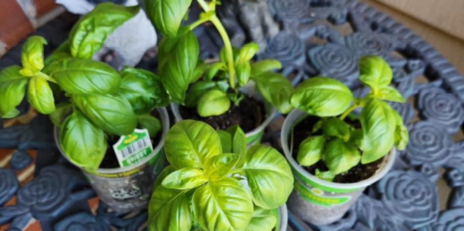 Sweet Basil Live Plant 4-Pack Only $18.72 on Amazon (Regularly $28)