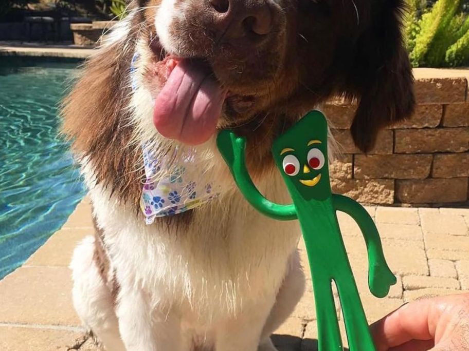 Dog with gumby latex toy near his mouth