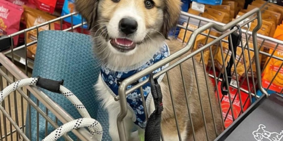 FREE Petco Events in January: Build a Barkuterie Board w/ Free Treats & More!