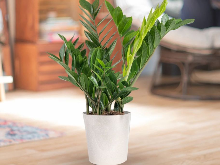 Costa Farms ZZ Plant w/ 10