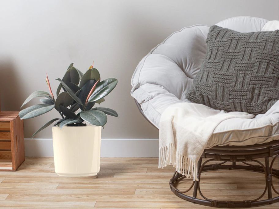 Costa Farms Burgundy Rubber Plant w/ 10