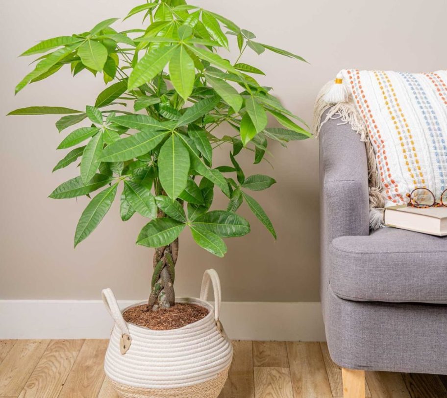 Costa Farms Pachira Braid Money Tree w/ 10