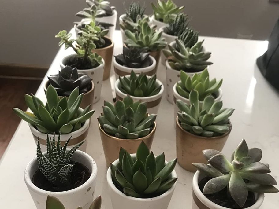 Many Costa Farms Potted Succulents