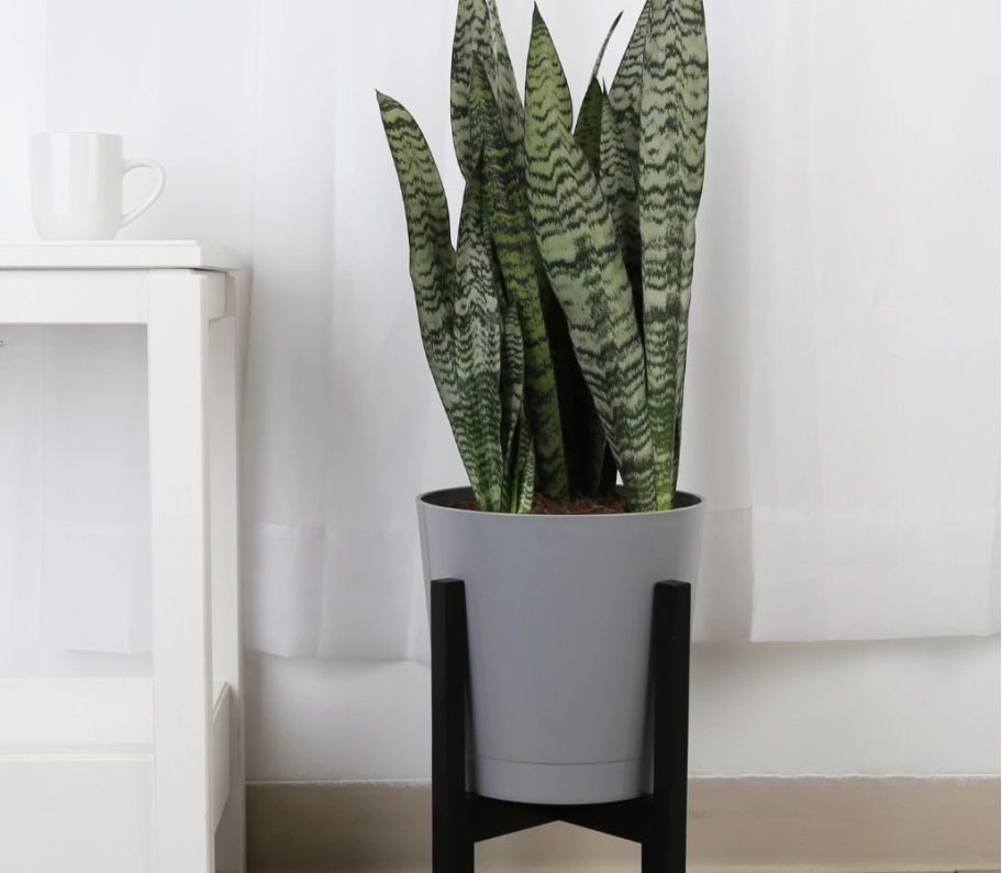 Costa Farms Grower's Choice Sansevieria Snake Plant w/ 10" Planter