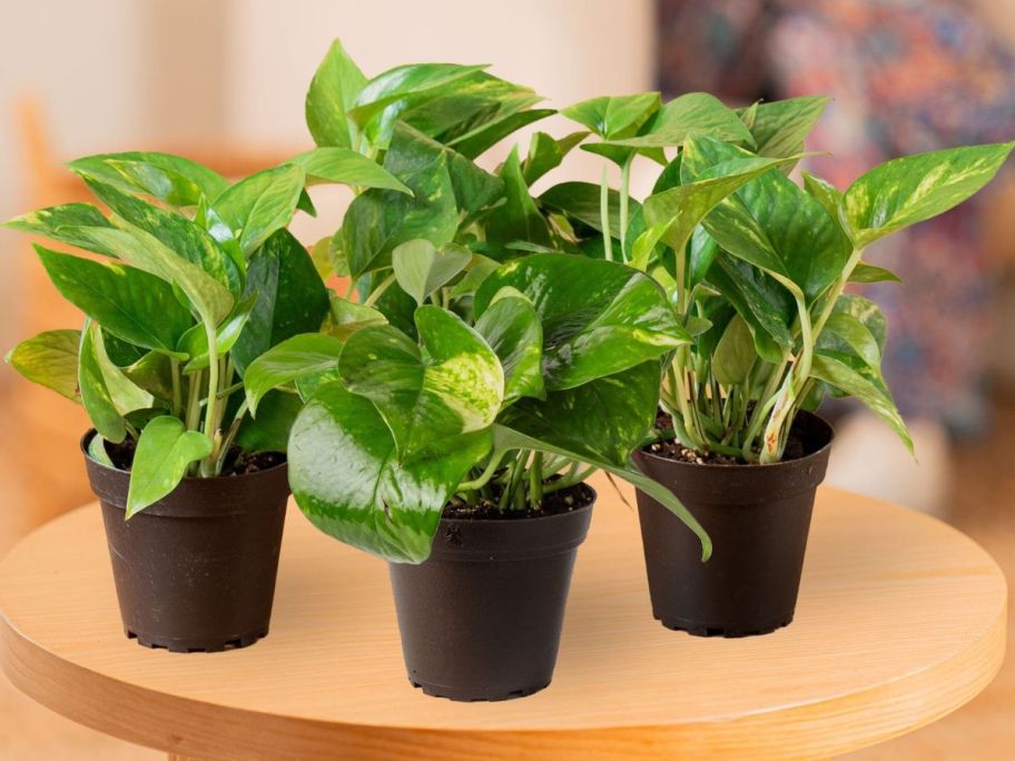 Costa Farms Grower's Choice Pothos Exotic Angels Clean Air Plants 