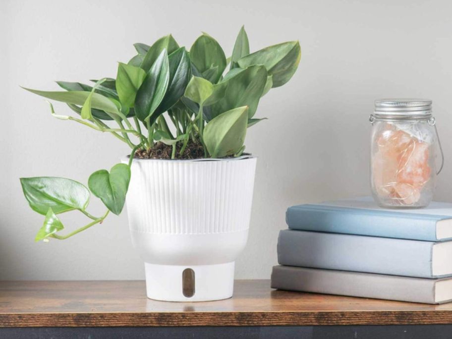 Costa Farms Sterling Silver Scindapsus House Plant w/ 6