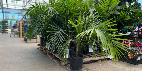 Shop Lowe’s Memorial Day Sale NOW | Save on Plants, Patio & Garden Essentials + More