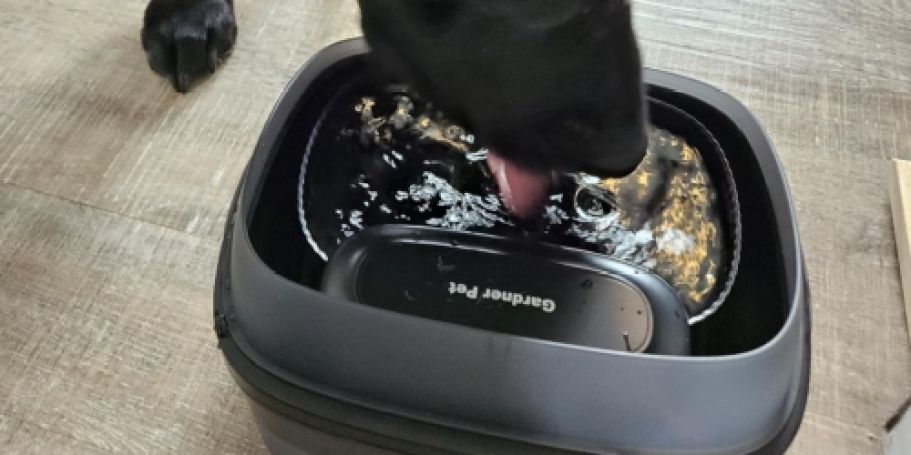 Pet Water Fountain Just $16.49 on Amazon (Reg. $30) | 1-Gallon + Splash Proof