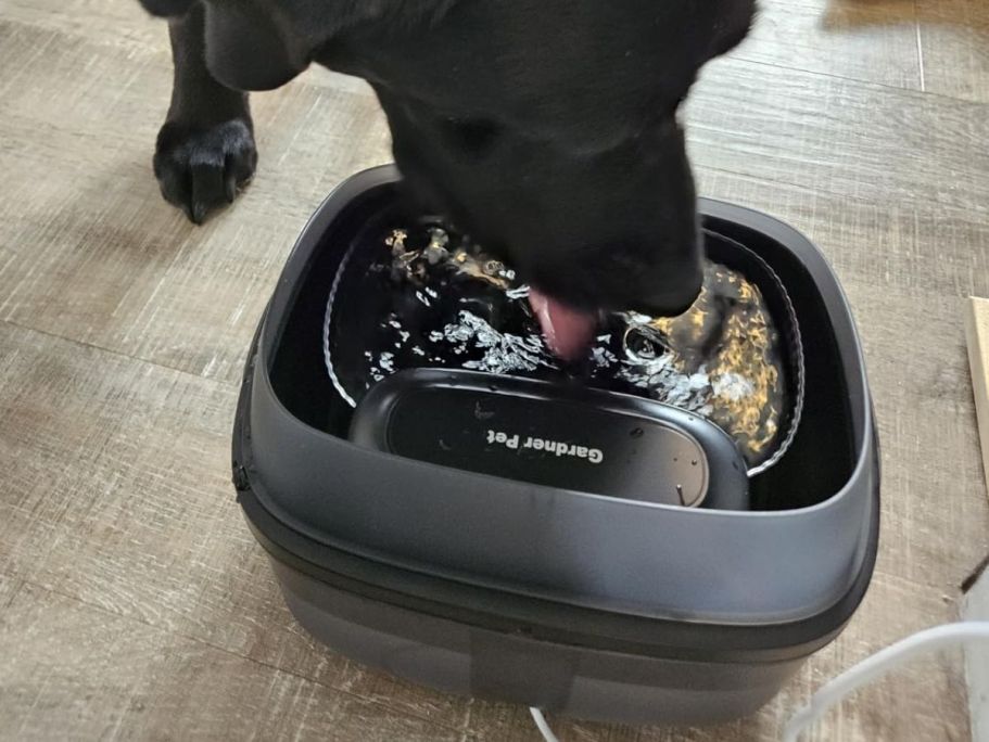 Pet Water Fountain Just $16.49 on Amazon (Reg. $30) | 1-Gallon + Splash Proof