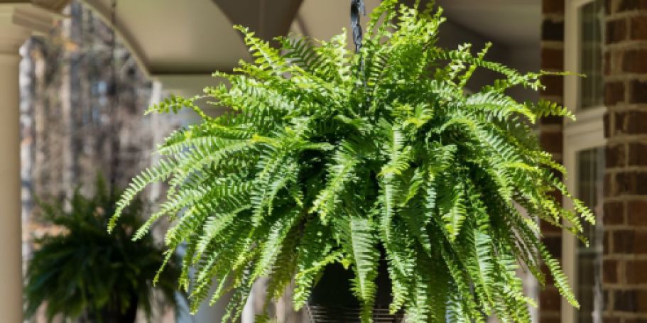 Boston Fern Hanging Basket Just $10 at Lowe’s (Reg. $17)