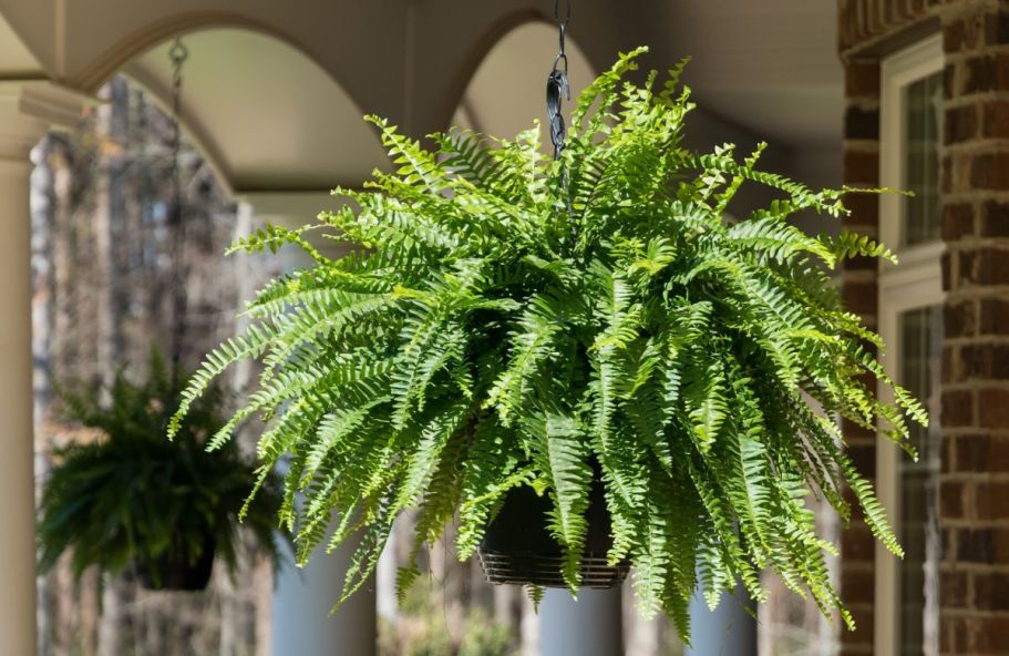Boston Fern Hanging Basket Just $10 at Lowe’s (Reg. $17)
