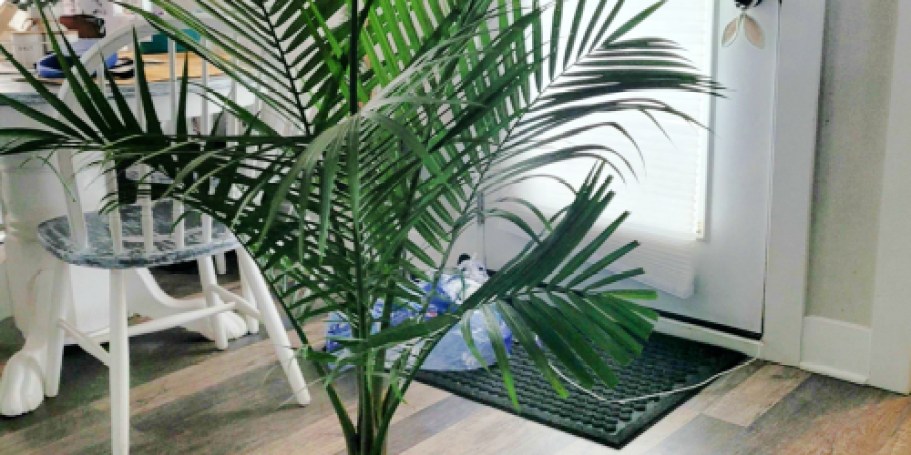 Trendy Majesty Palm Plant Just $14.98 on Lowes.com