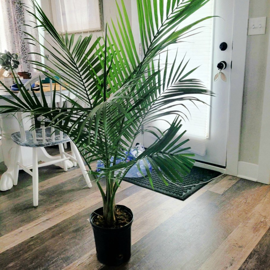 Trendy Majesty Palm Plant Just $14.98 on Lowes.com