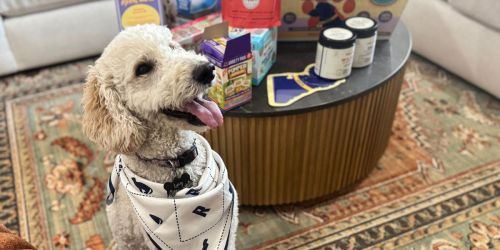 Amazon’s Pet Day Deals Are Live | Up to 60% Off Accessories, Treats, & More