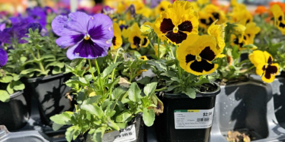 Lowe’s SpringFEST Sale | $2 Annuals & Soil, BOGO Planters & More