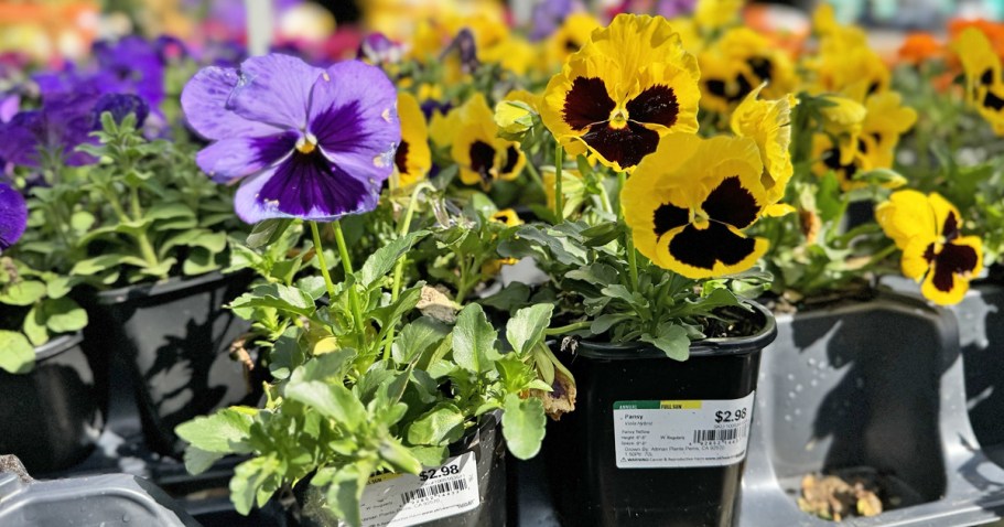 Lowe’s SpringFEST Sale | $2 Annuals & Soil, BOGO Planters & More