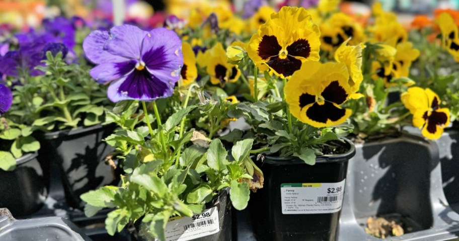 purple and yellow annuals pansy flowers in garden center