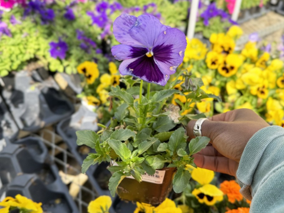 hand holding up a purple pansy annual flower in garden center