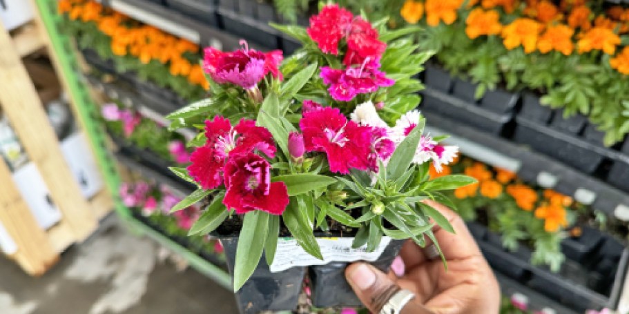 Shop Lowe’s SpringFEST Sale NOW | $2 Mulch & Soil, 25¢ Pavers & More