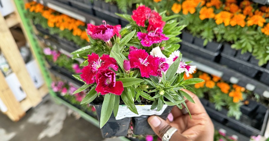 hand holding a 4-pack of pink annuals flowers in garden center