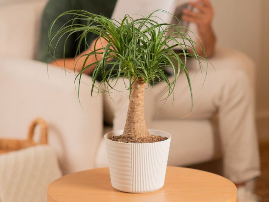 A Costa Farms Easy To Grow Ponytail Palm House Plant in 6