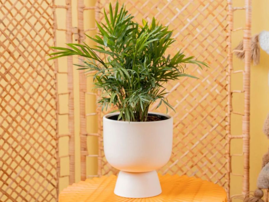 Costa Farms Parlor Palm Tree House Plant in 6