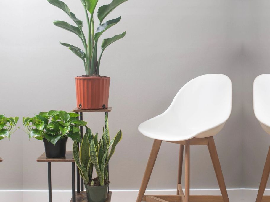 Costa Farms White Bird of Paradise, Pothos and Snacke plants on a plant stand next to a chair