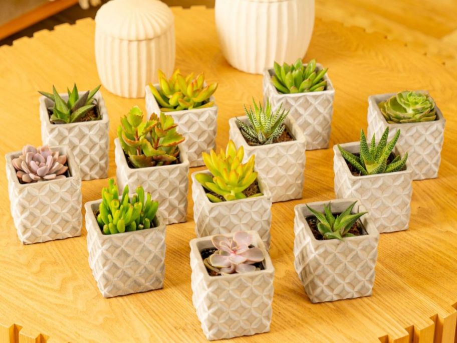 Costa Farms Grower's Choice Assorted Succulents in 2.5"Pots 12-Count