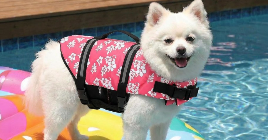 Dog Life Vest being worn by a small white dog in the pool