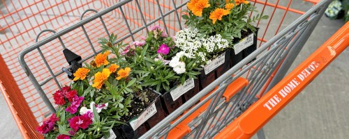 various annual flowers in Home Depot shopping cart