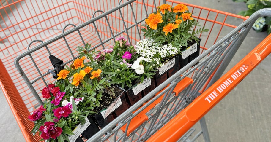 various annual flowers in Home Depot shopping cart