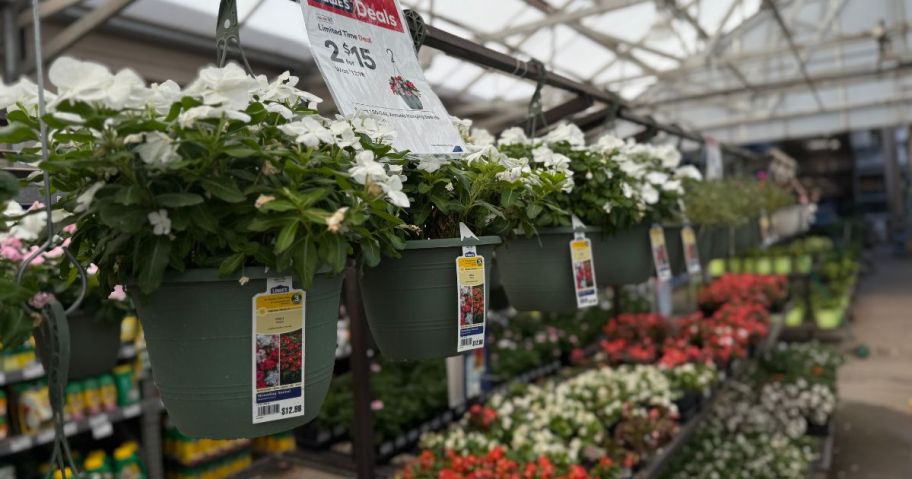 Several Hanging Baskets at Lowes