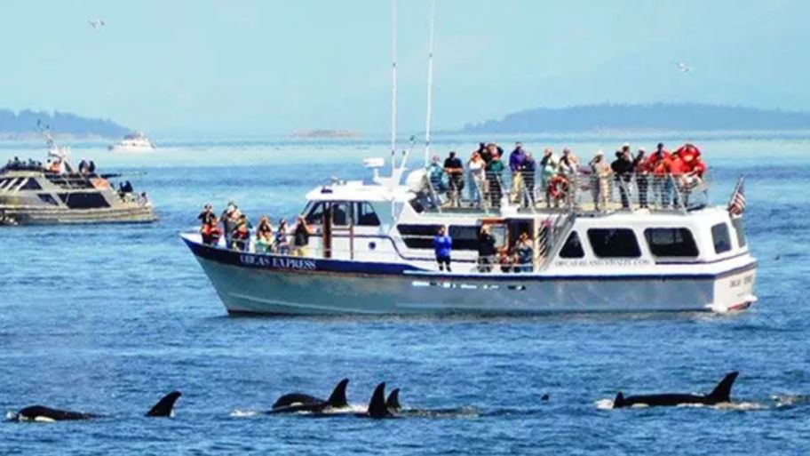 Boat with people on it whale watching