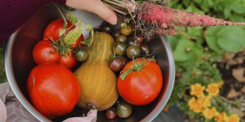 How to Start a Vegetable Garden That Actually Thrives (Beginner-Friendly Tips)