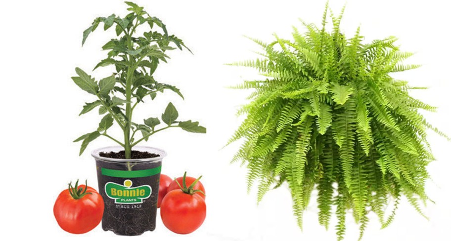 tomato plant and hanging fern 