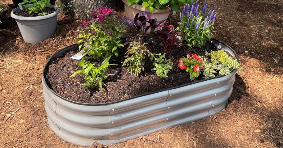 galvanized garden bed with plants 
