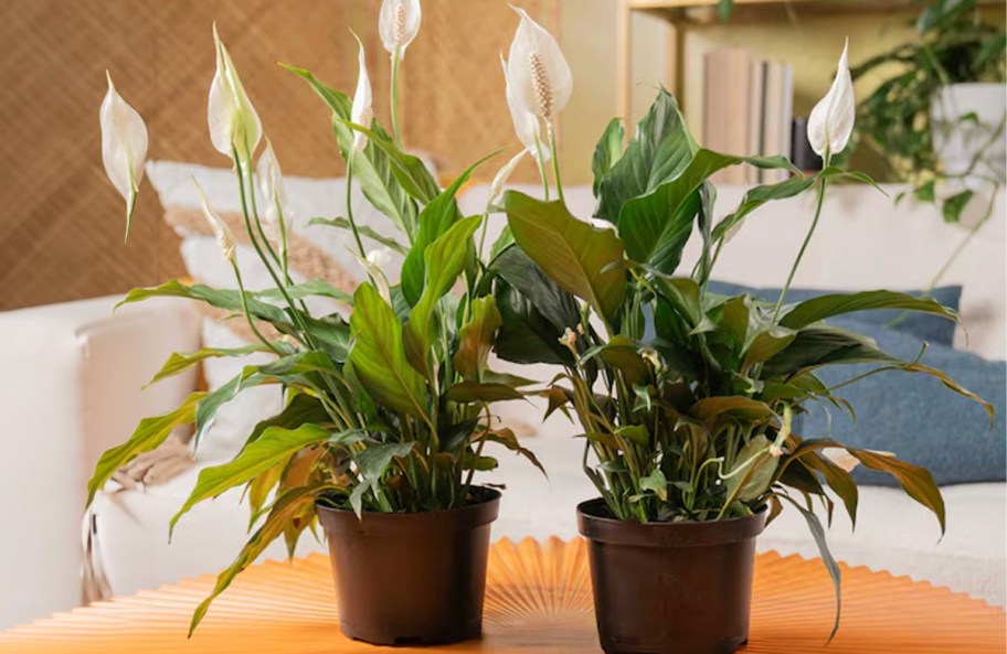 two lily plants in brown pots on table