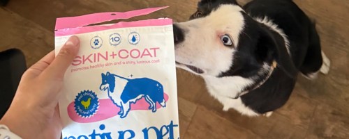 person offering native pet chews to a black and white dog