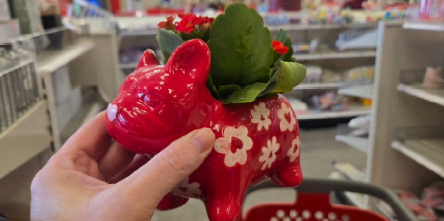 Target’s French Bulldog Valentine’s Planters Are BACK + NEW Bullseye Dog Planter