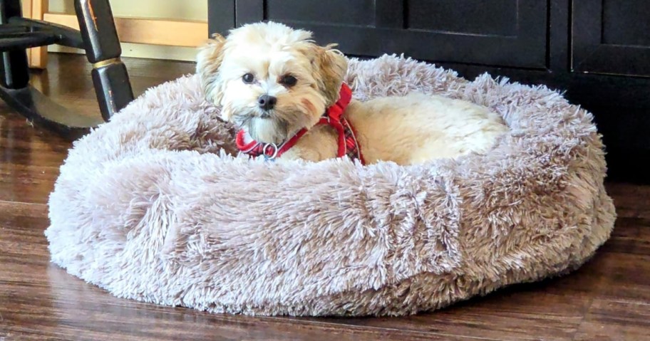 a small dog in a tan shag donut style dog bed