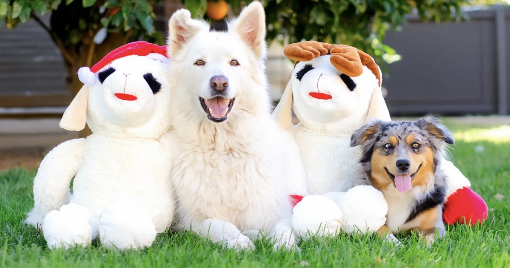 Life-size lamb chop plush next to two dogs sitting in grass