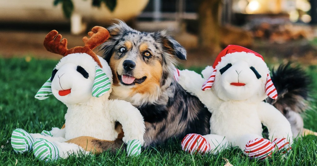 Lamb chop holiday themed toys, next to dog and grass