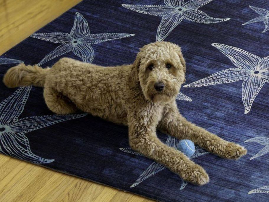 Up to 50% Off Home Depot Indoor & Outdoor Rugs + Free Shipping | Hip2Save