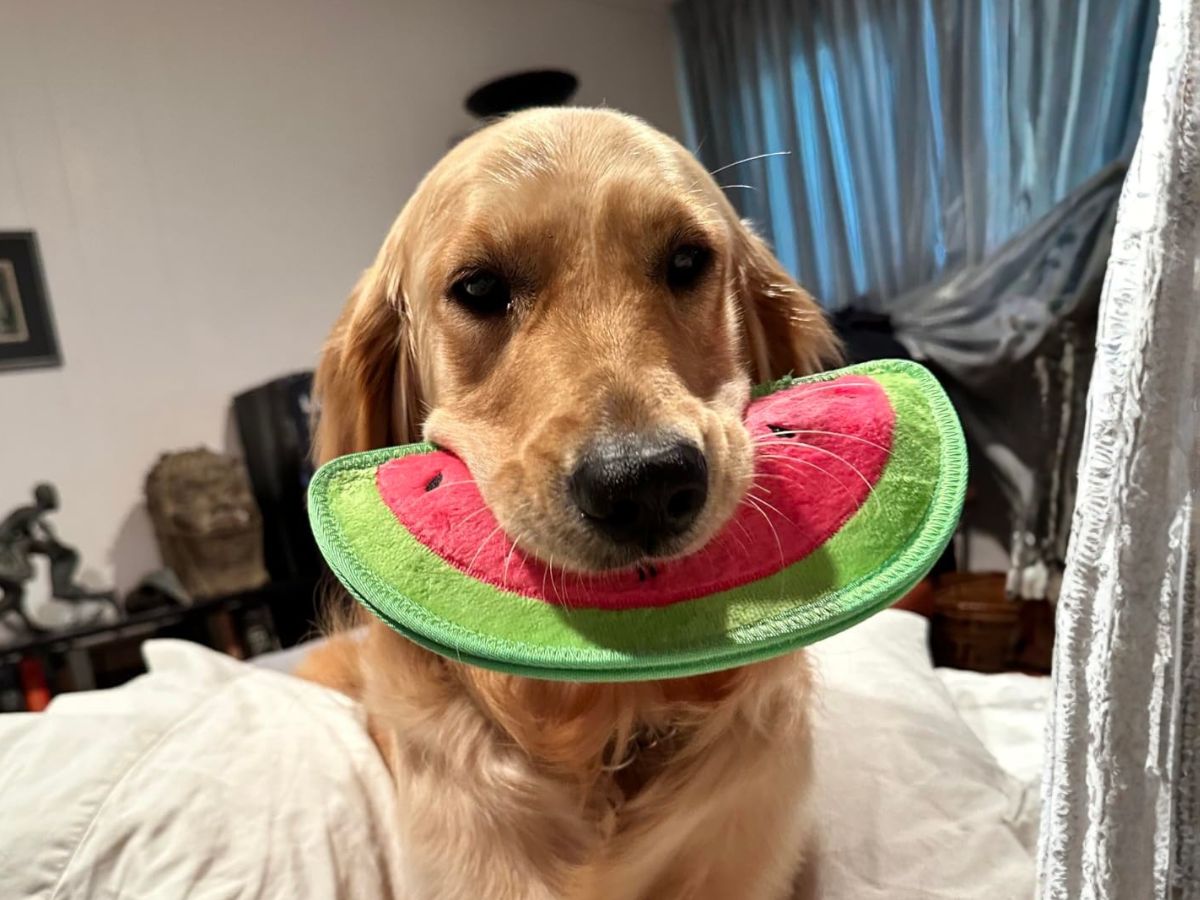 Outward Hound Dog Toy Just $2.90 on Amazon (Reg. $11)