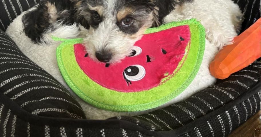dog holding Outward Hound Watermelon Dog Toy