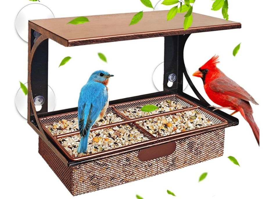 birds sitting on window bird feeder