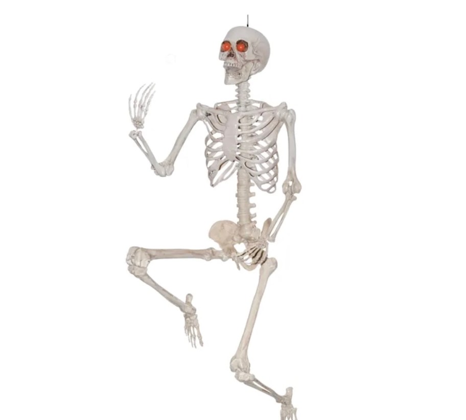 stock photo of skeleton on white background