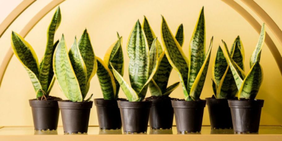 Up to 55% Off Lowe’s Live Plants + Free Shipping