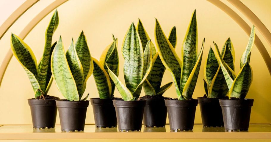 Up to 55% Off Lowe’s Live Plants + Free Shipping